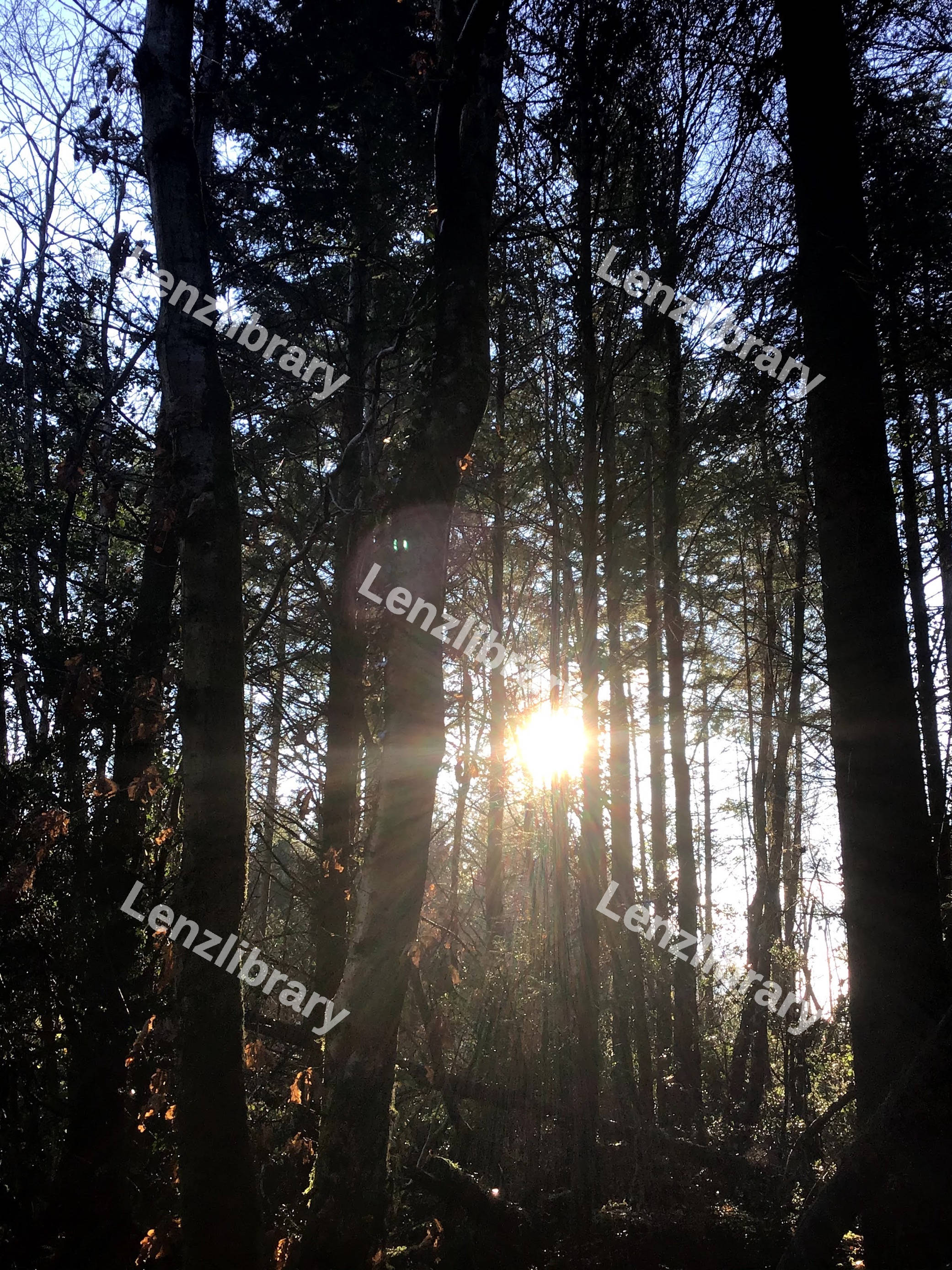Sunrays Through Trees